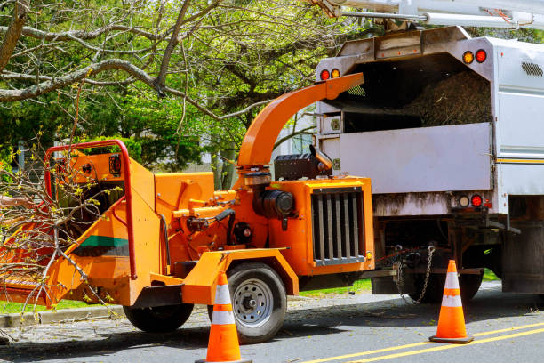 Professional Tree Removal in Valley Hill, NC