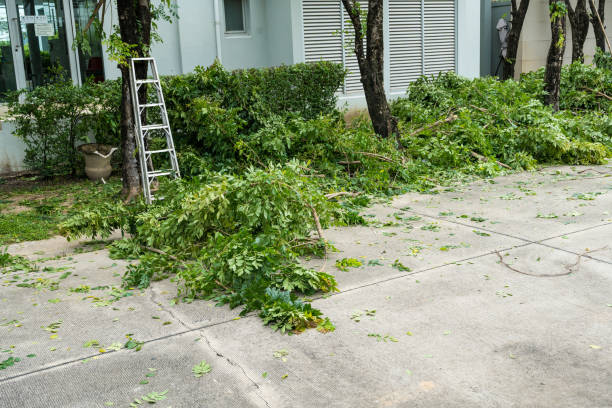 How Our Tree Care Process Works  in  Valley Hill, NC