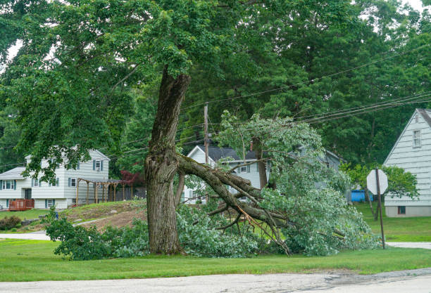  Valley Hill, NC Tree Removal Pros