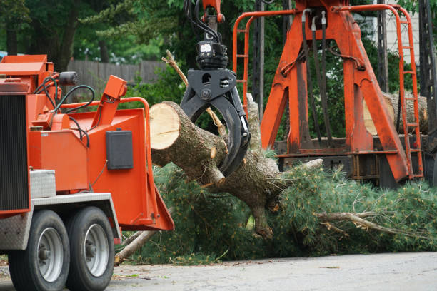 Best Tree Health Inspection  in Valley Hill, NC