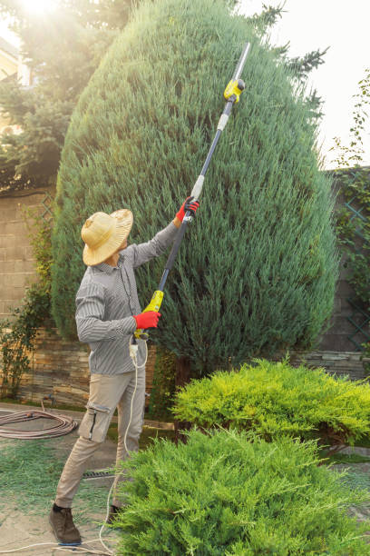 Best Storm Damage Tree Cleanup  in Valley Hill, NC