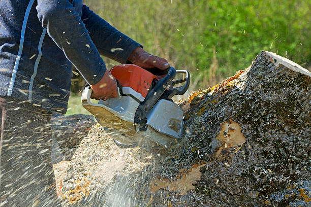 Best Hazardous Tree Removal  in Valley Hill, NC